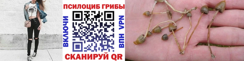 Галлюциногенные грибы прущие грибы  Купить закладки  Киржач 